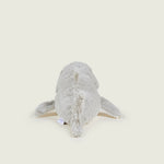Requin bouillotte gris et blanc 